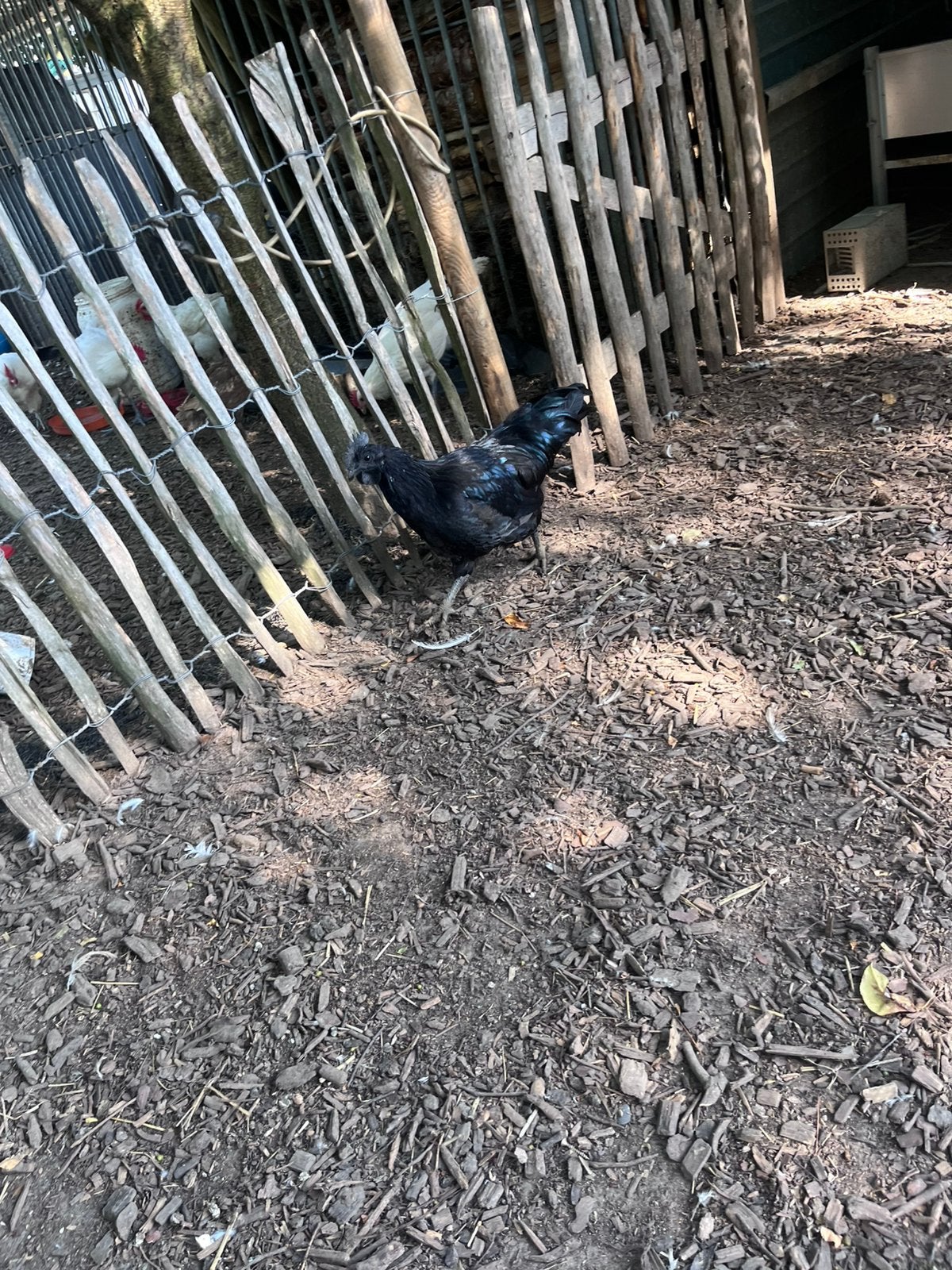 Ayam cemani haan, Dieren en Toebehoren, Pluimvee, Mannelijk, Kip