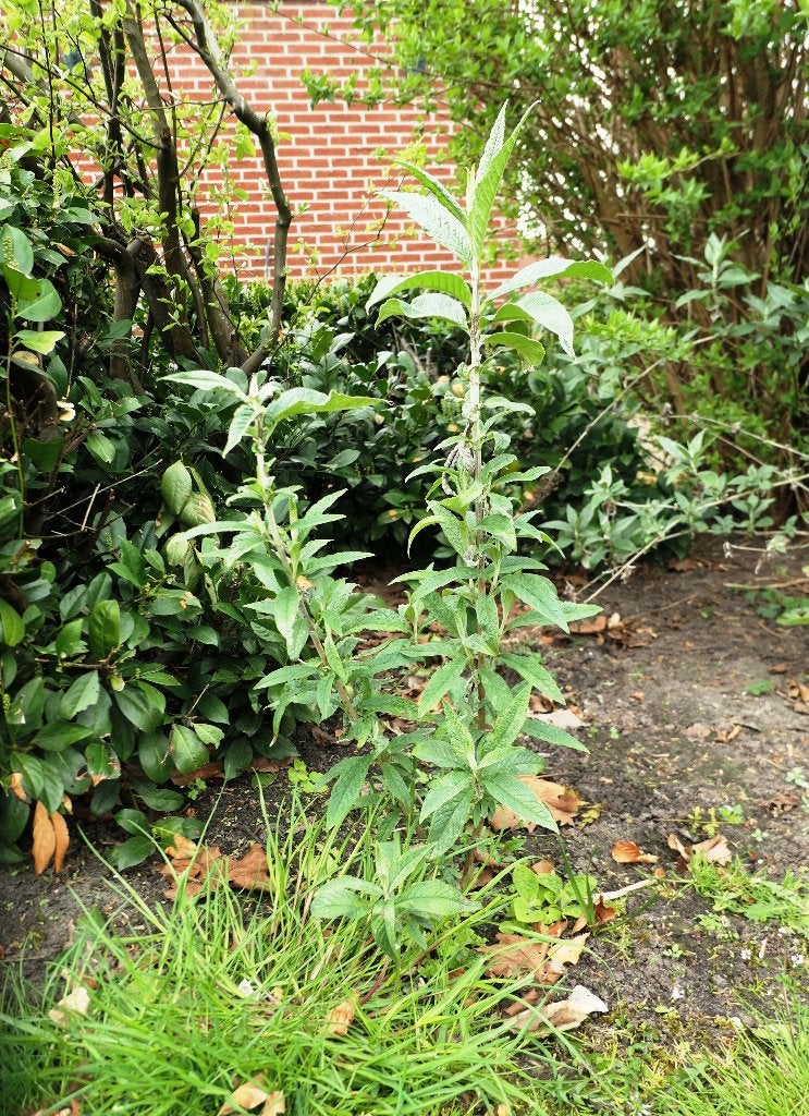 Vlinderstruik, Volle zon, Vaste plant, Zomer, Ophalen