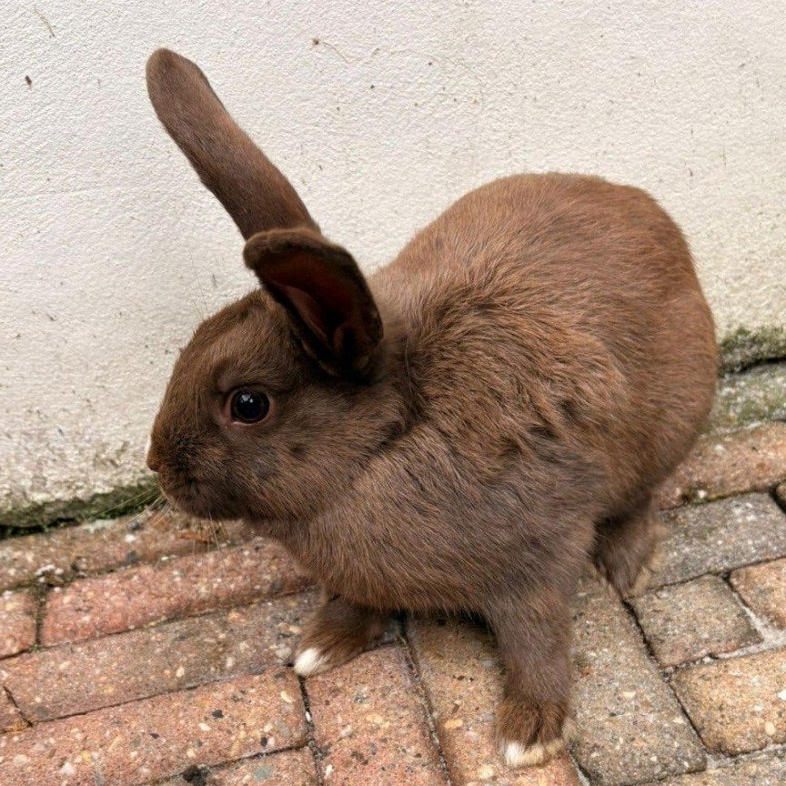 Konijn laatste kans!, Dieren en Toebehoren