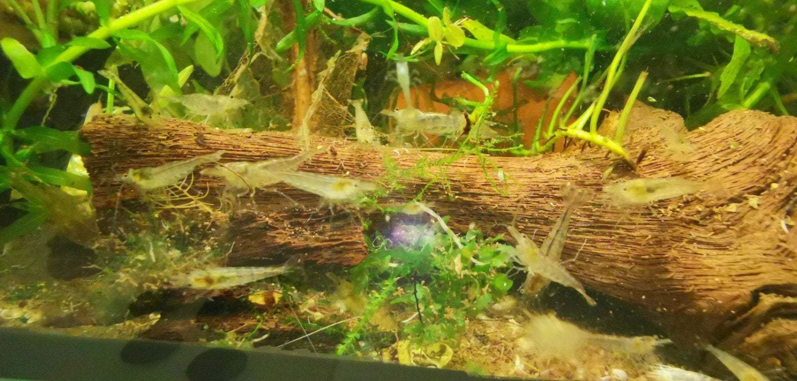 20x Neocaridina garnalen, Kreeft, Krab of Garnaal