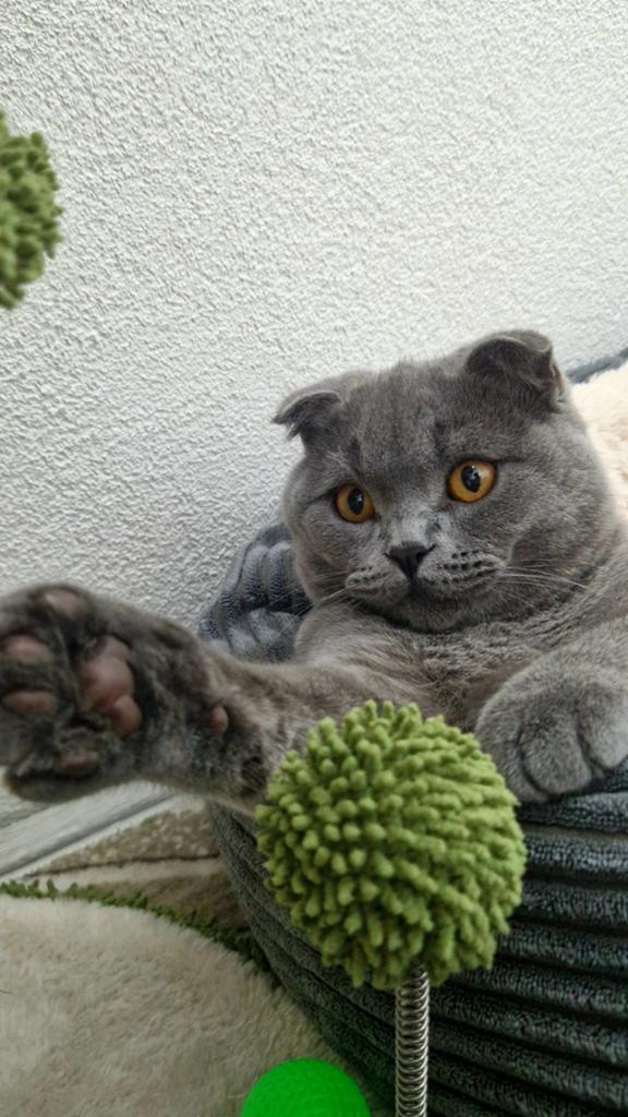 Oppas gezocht!, Kater