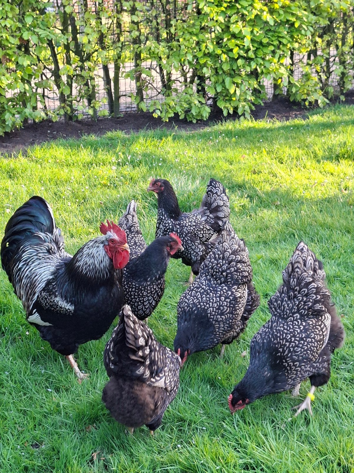 BROEDEIEREN RASZUIVERE ZILVER DUBBEL GEZOOMD BARNEVELDERERS, Dieren en Toebehoren, Pluimvee, Geslacht onbekend, Kip