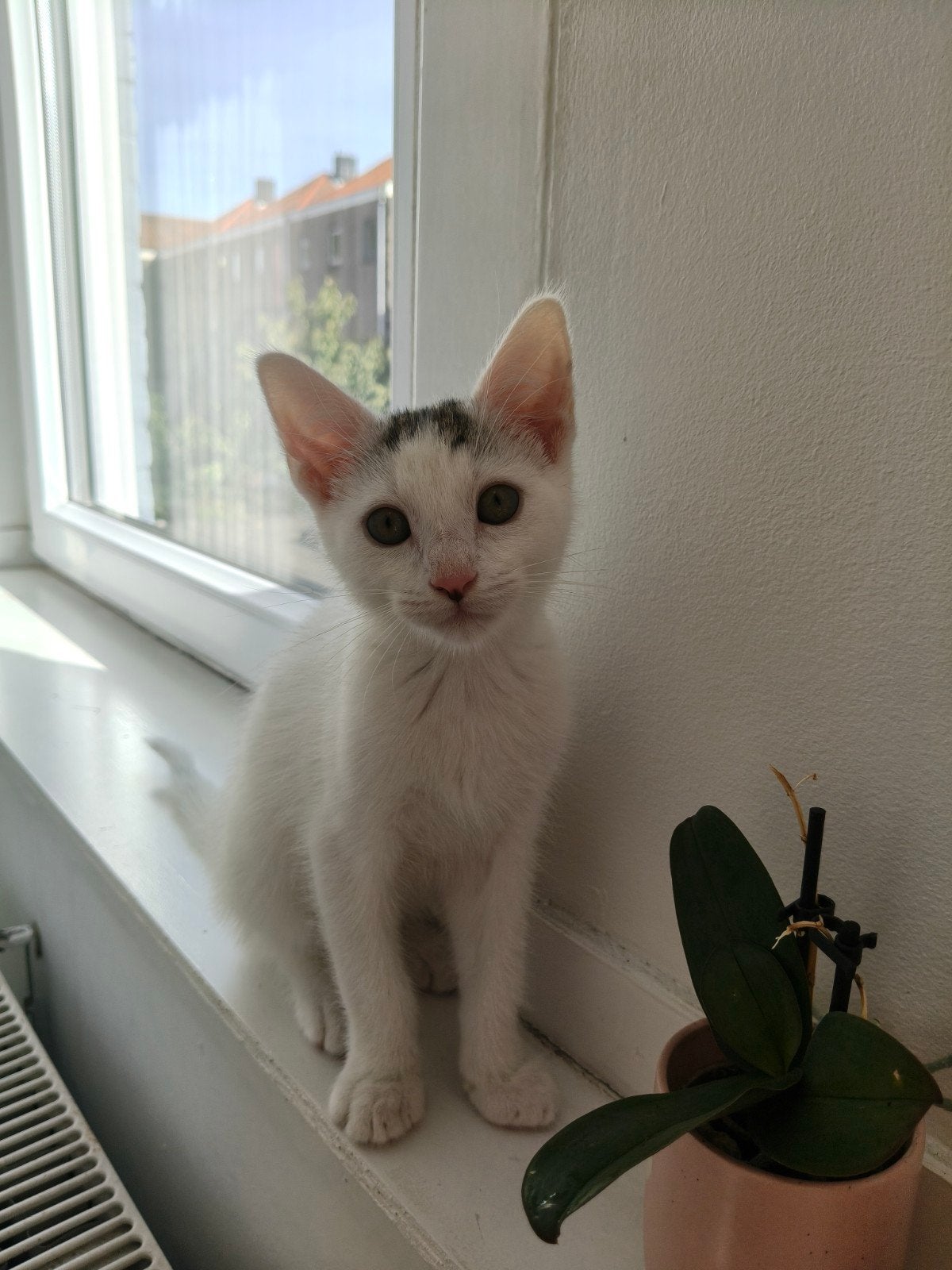 kitten, Dieren en Toebehoren, Kater