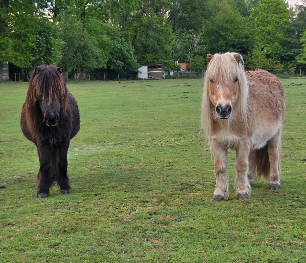 Shetlander merries, Merrie, A pony (tot 1.17m), Gechipt, Onbeleerd