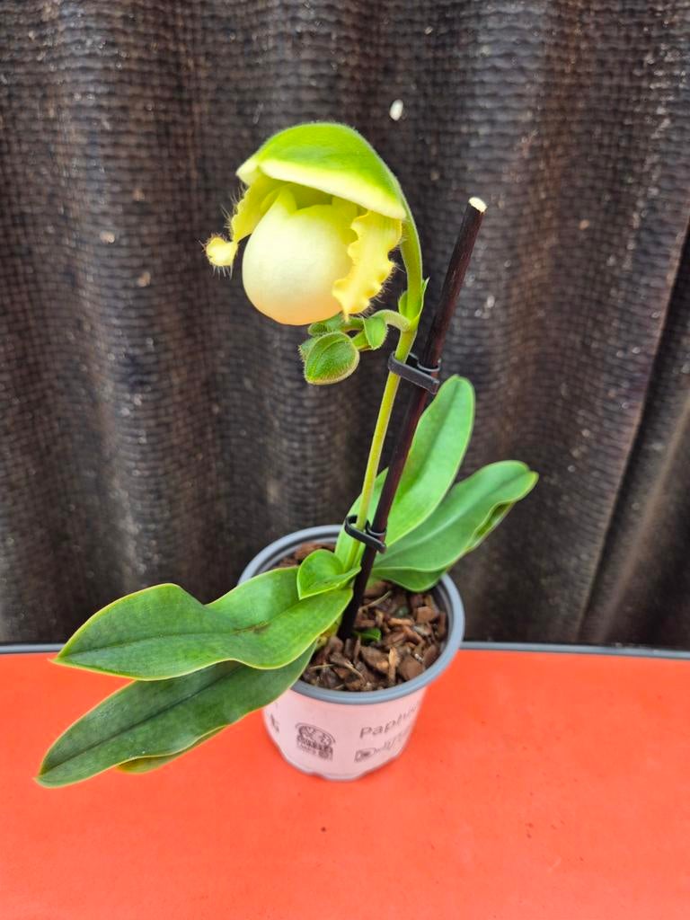 Orchidee Paphiopedilum p9 (E)