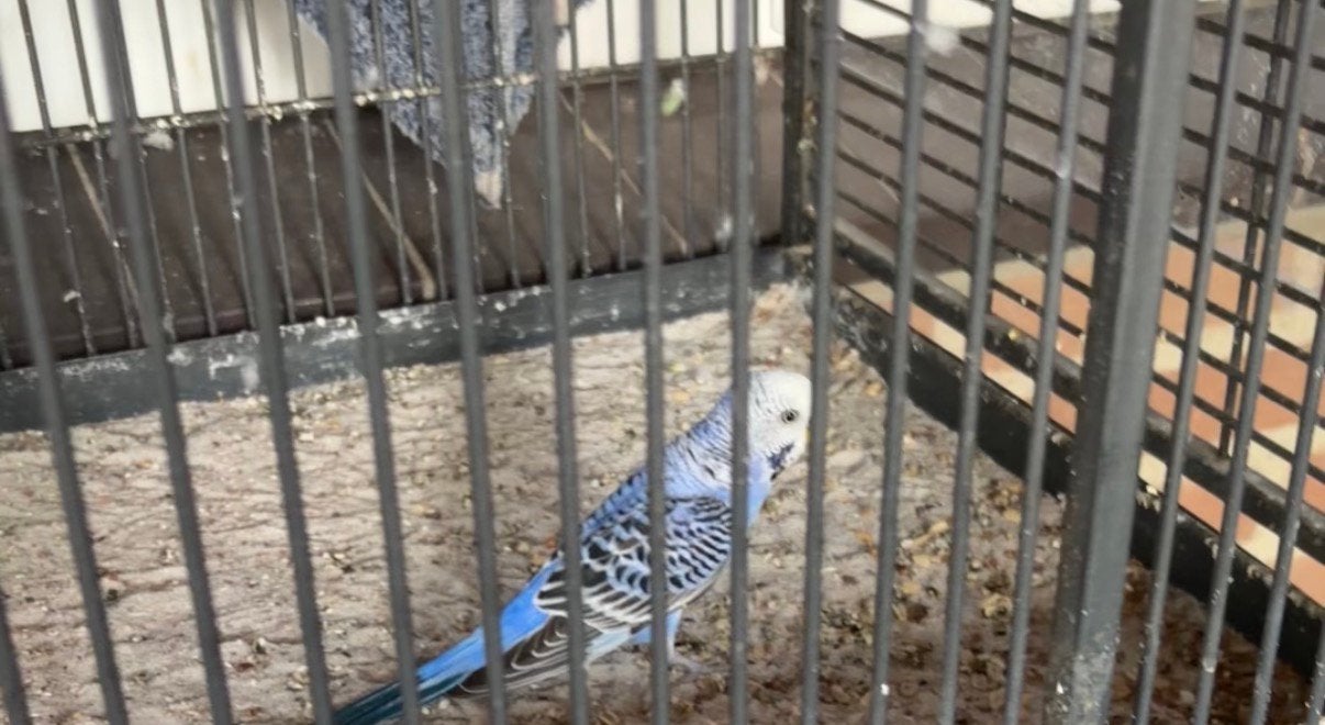 Parkietje weggevlogen, Dieren en Toebehoren, Mannelijk