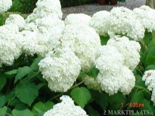 Strong hortensia annabelle en hydrangea limelight hortensia, Ophalen of Verzenden, Overige soorten, Halfschaduw