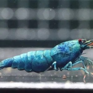 Blue Bolt high grade blauwe garnalen, Kreeft, Krab of Garnaal
