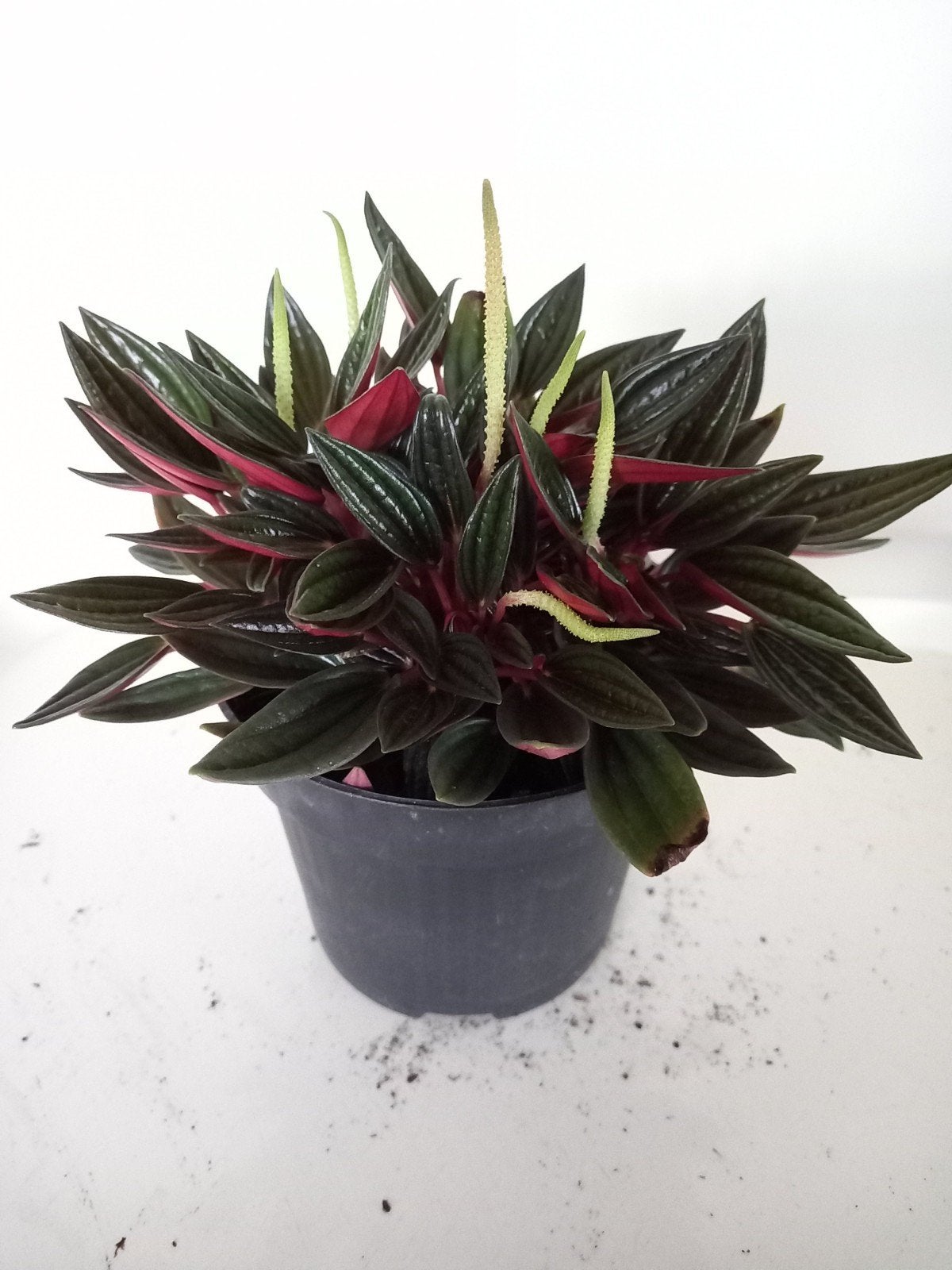 Peperomia Rosso, Ophalen, Overige soorten, Halfschaduw, Minder dan 100 cm