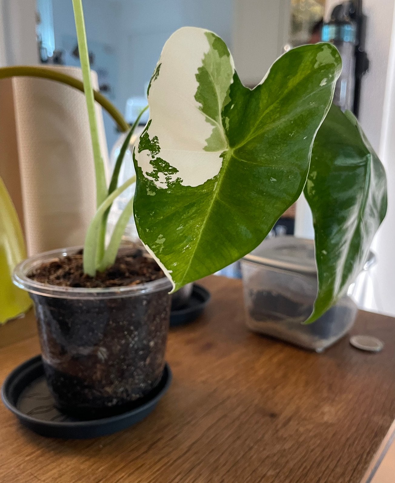 Alocasia Frydek variegata jonge plant - net opgepot., Ophalen, Overige soorten, Minder dan 100 cm, Volle zon
