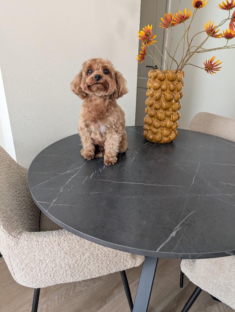 Maltipoo, Parvo, Overige rassen, 8 tot 15 weken, Meerdere