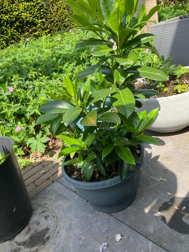 Pot met 3 Laurier struikjes, Tuin en Terras, Planten | Struiken en Hagen, Ophalen of Verzenden, Laurier, Minder dan 100 cm