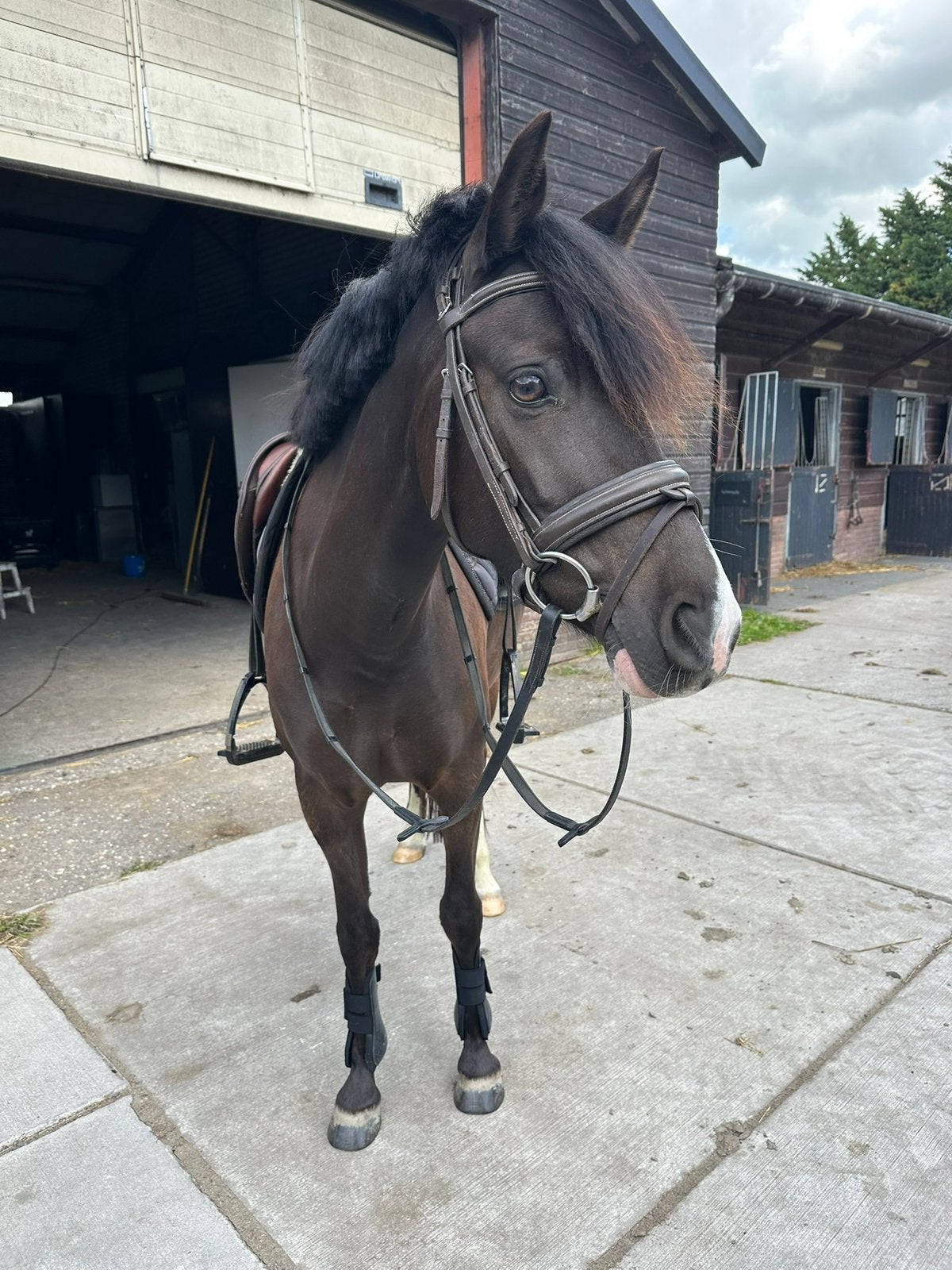 Super knappe C pony!, B, 3 tot 6 jaar, C pony (1.27m tot 1.37m), Merrie