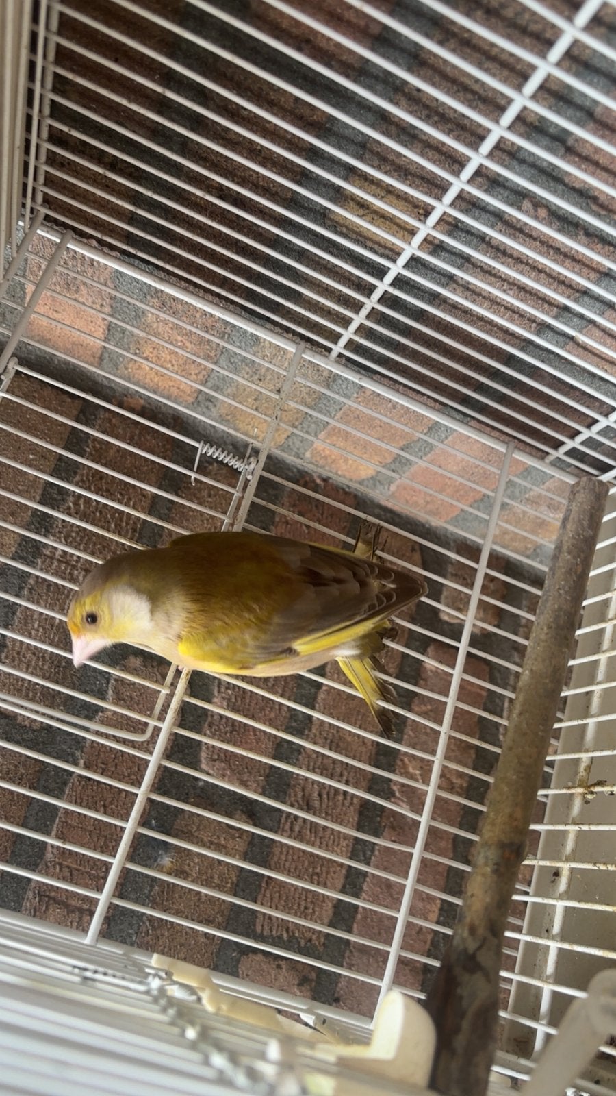 Groenling man, Dieren en Toebehoren, Vogels | Overige Vogels, Mannelijk