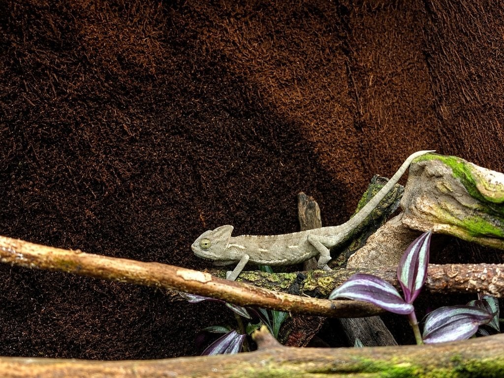 Jemenkameleon (Chamaeleo calyptratus) Chameleon photo 2