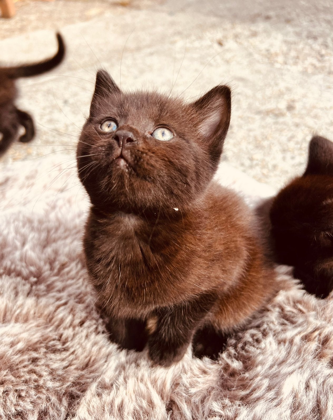 Unieke bruin-zwarte kittens, moeder Britse Korthaar, Meerdere dieren, 0 tot 2 jaar