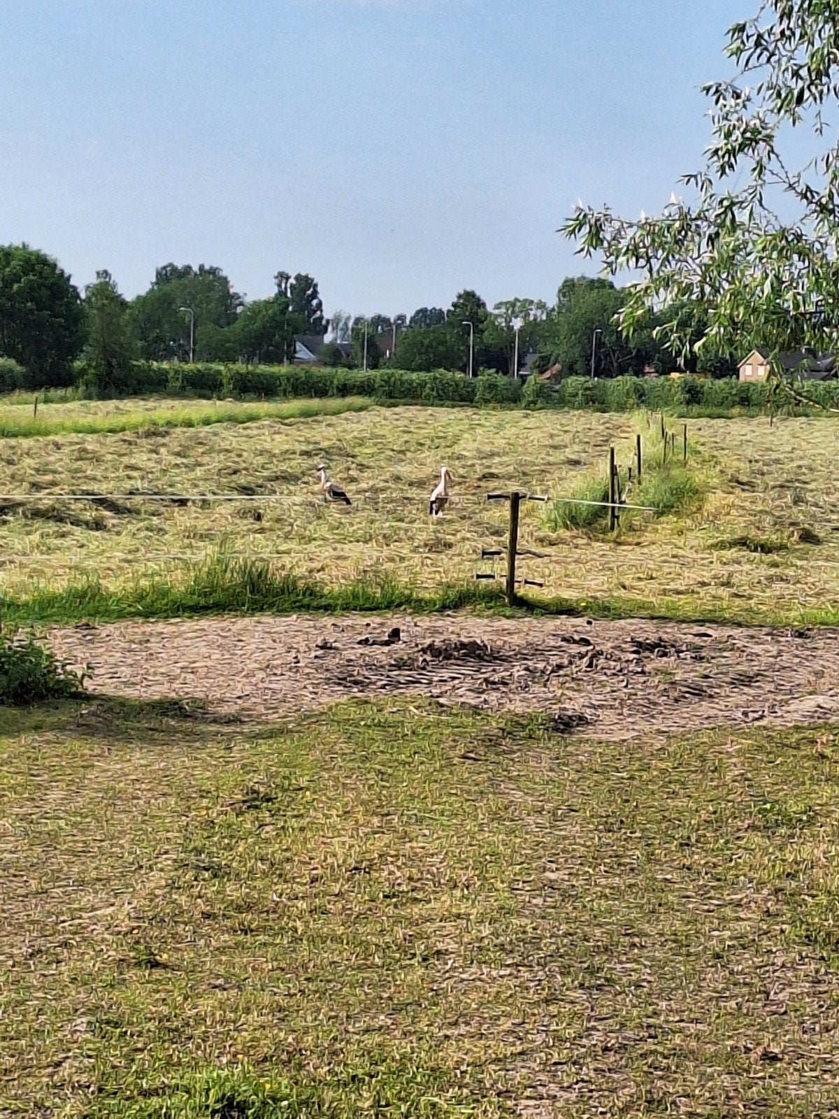 GEZOCHT ,weidegang voor ijslander veulen, Weidegang, 2 of 3 paarden of pony's