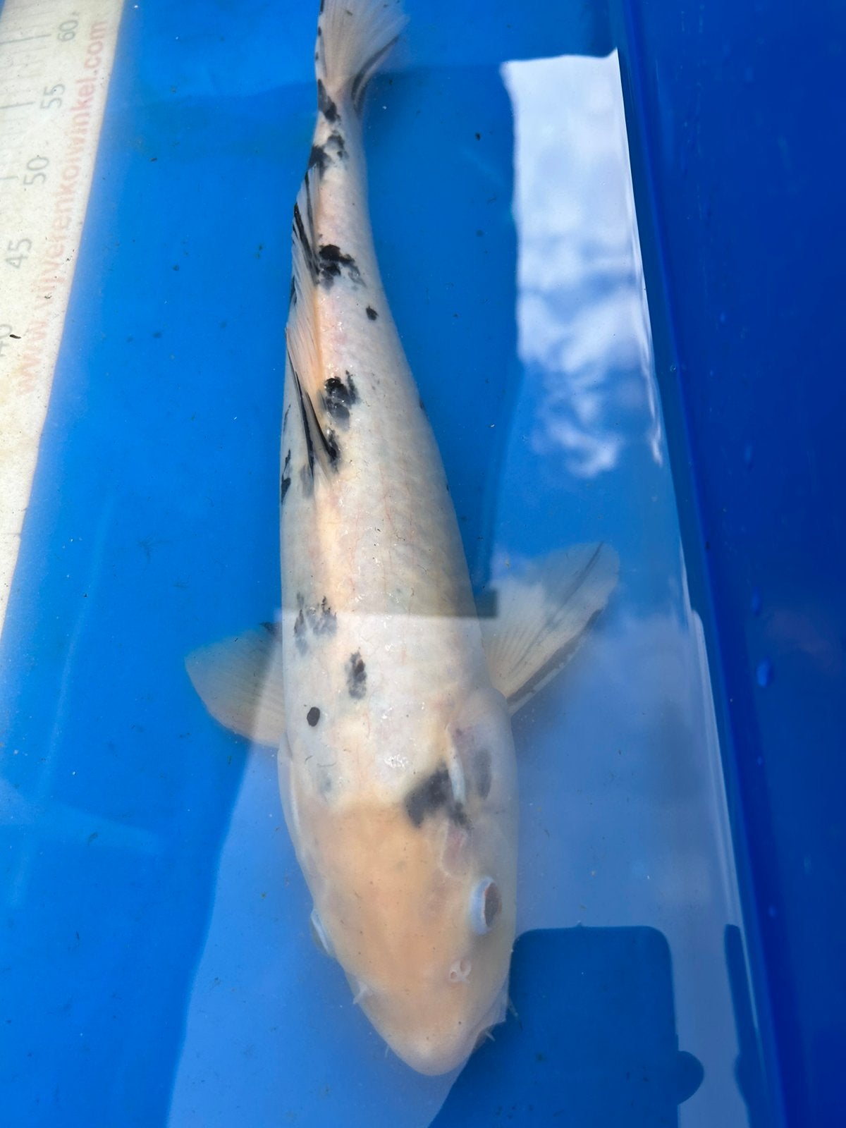 Shiro Utsuri Koi 2 stuks, 35cm en 40cm, Karper of Koi