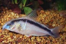 corydoras arcuata €9,95, ., Overige typen, Nieuw, Ophalen of Verzenden