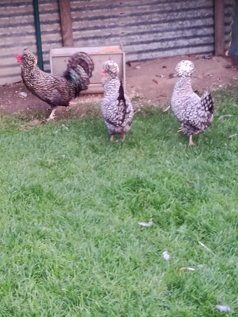 Houdan Kippen met kuif, Dieren en Toebehoren, Pluimvee, Vrouwelijk, Kip