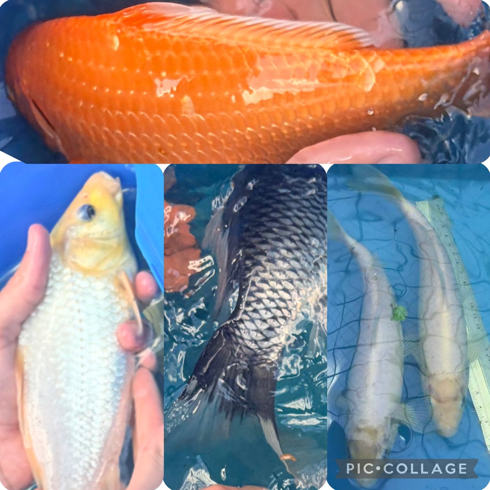 5x Koi te koop. Zie losse advertenties voor details, Dieren en Toebehoren, Karper of Koi