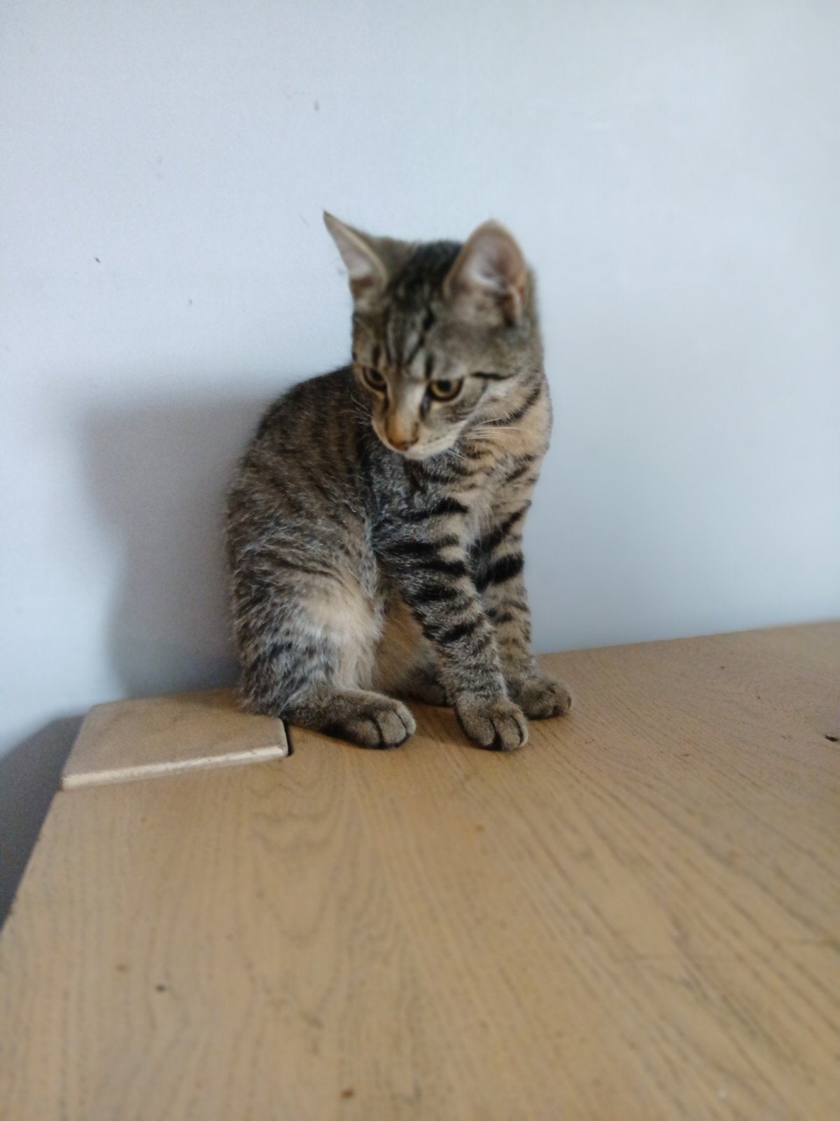 kittens te koop, Meerdere dieren, 0 tot 2 jaar