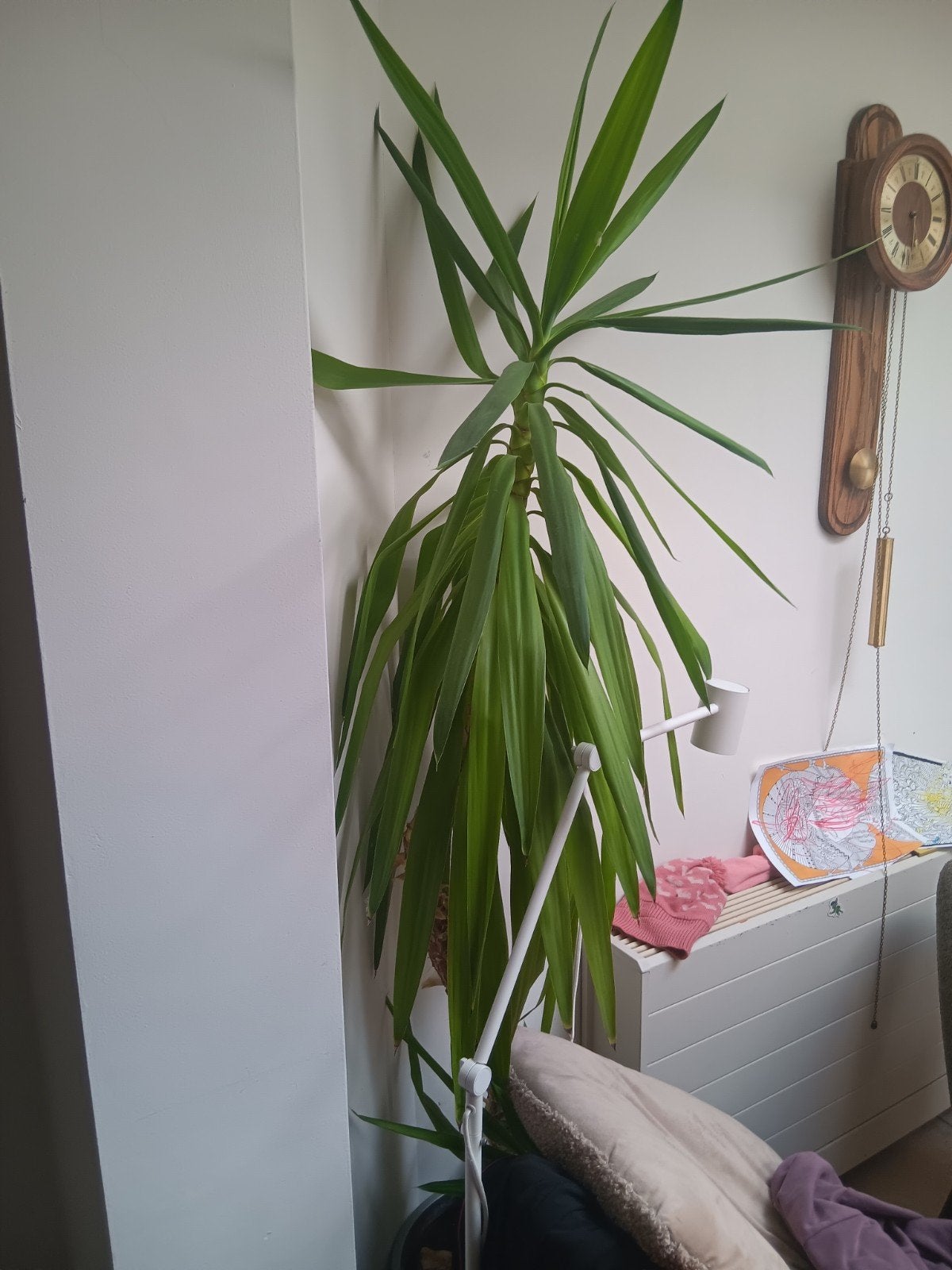 Grote Yucca plant - Perfect voor elke kamer, Ophalen, In pot, Yucca, 150 tot 200 cm