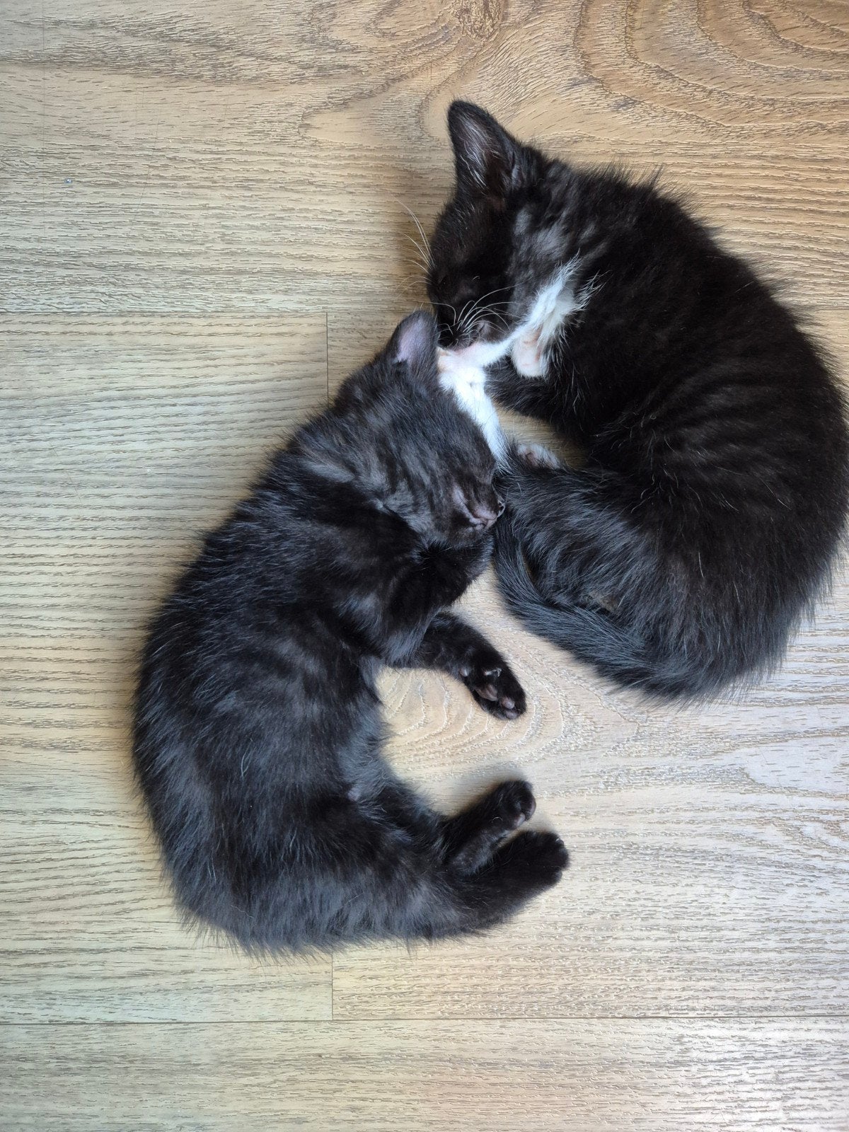 super mooie kittens., Meerdere dieren