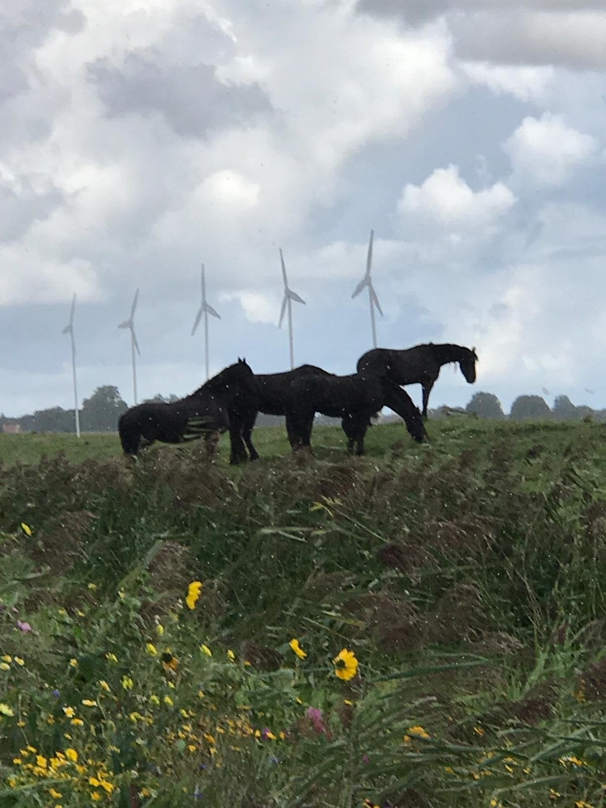 Buurt versiering: windmolens en weidevogels, Ophalen, Versiering