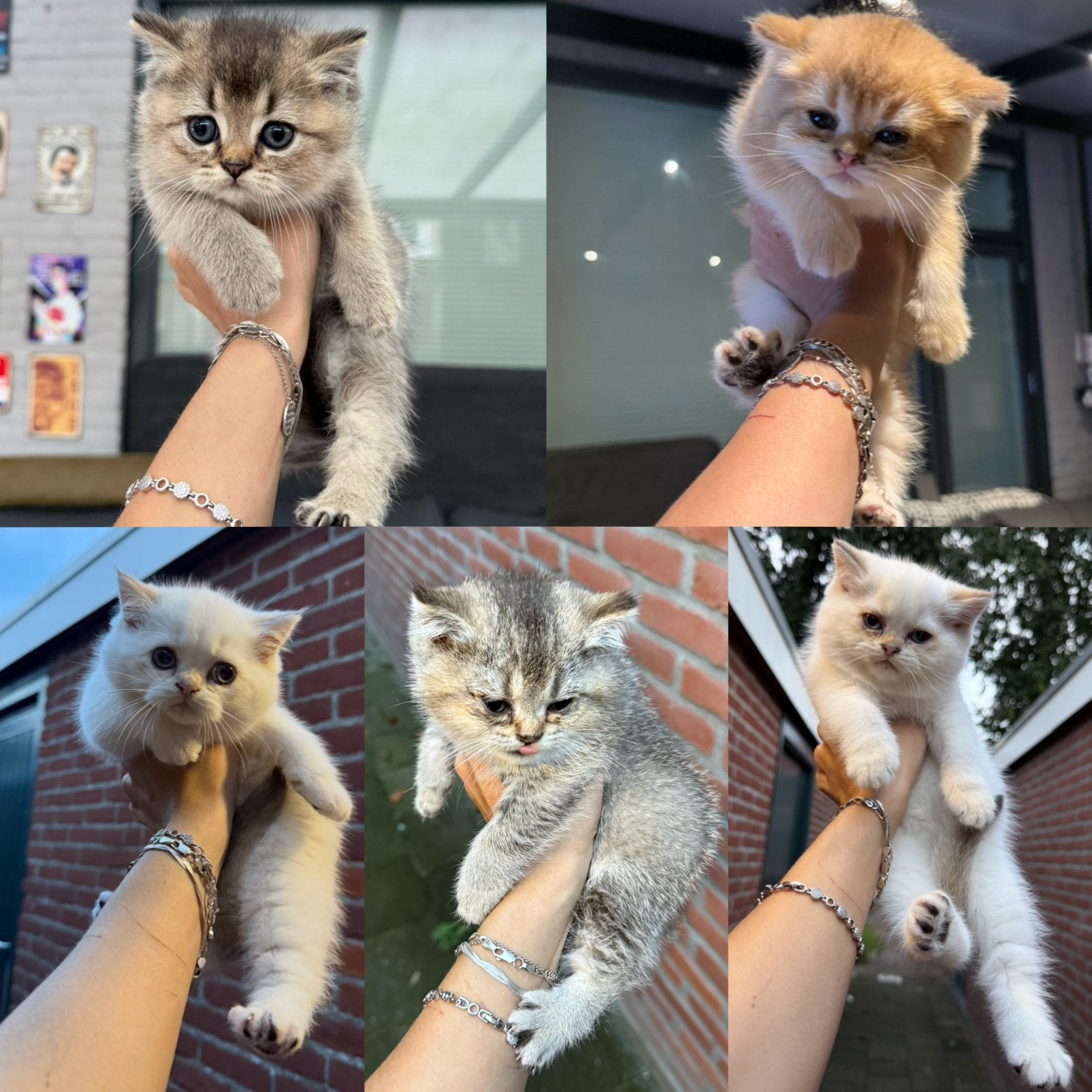 Britse korthaar kittens, Dieren en Toebehoren, Meerdere dieren