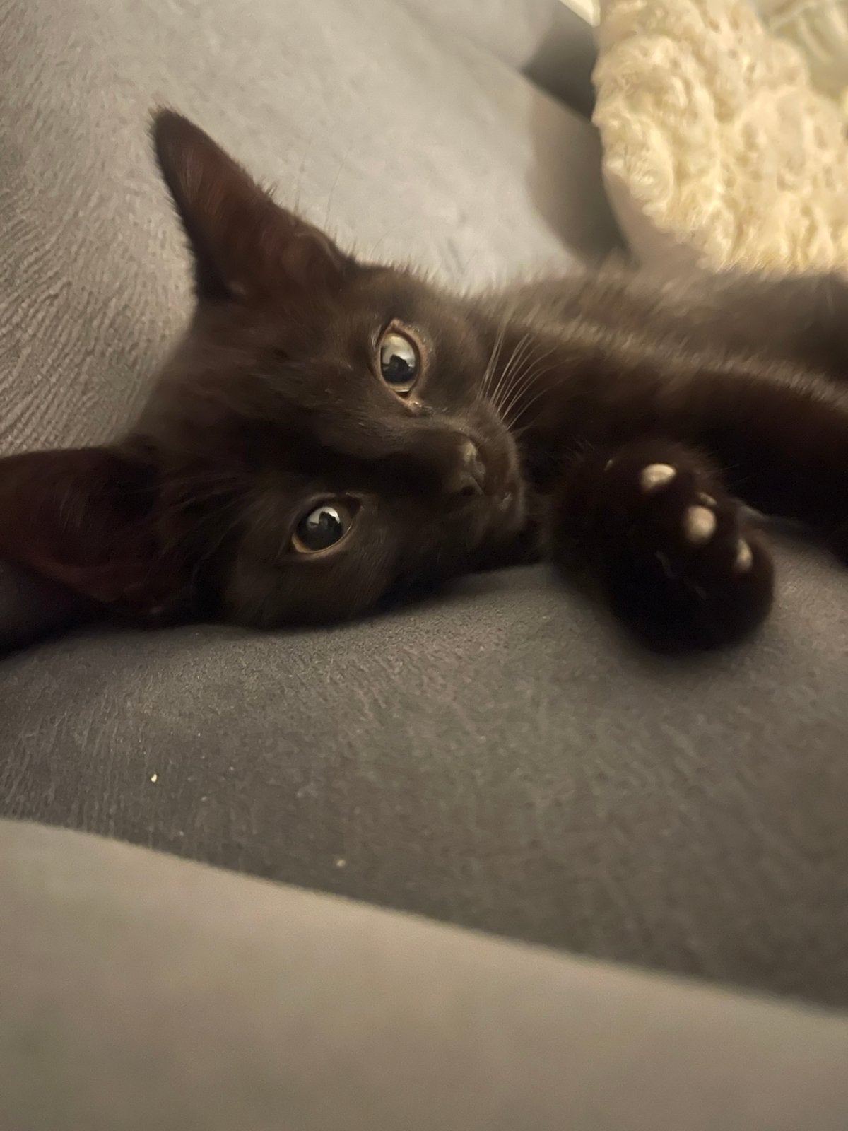 Lieve poesje😻, Meerdere dieren, Ontwormd