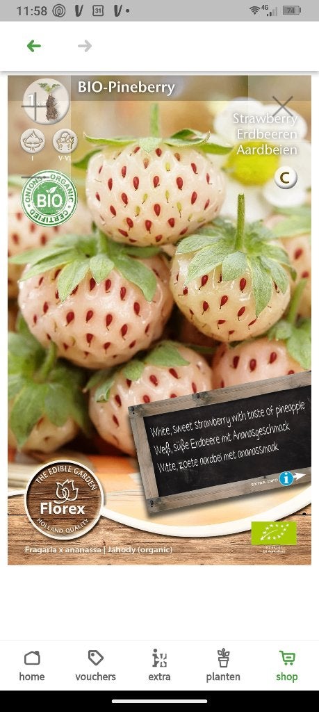 GEZOCHT Witte ananas aardbei stekje, Ophalen, Volle zon, Vaste plant, Zomer