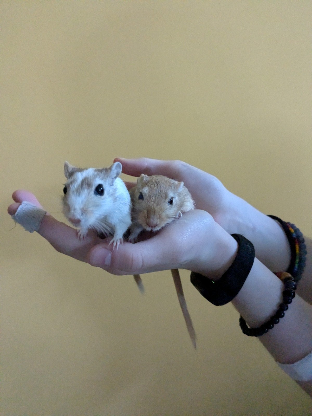 Twee gerbils dames, Augustus, Vrouwelijk, Overige typen