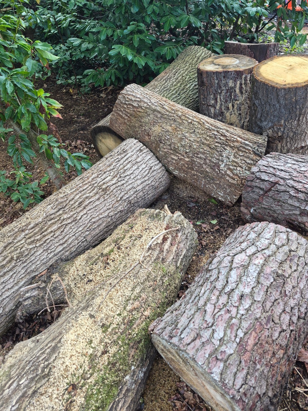 Verse boomstammen eik en/of spar, 3 tot 6 m³, Ophalen, Eikenhout, Stammen
