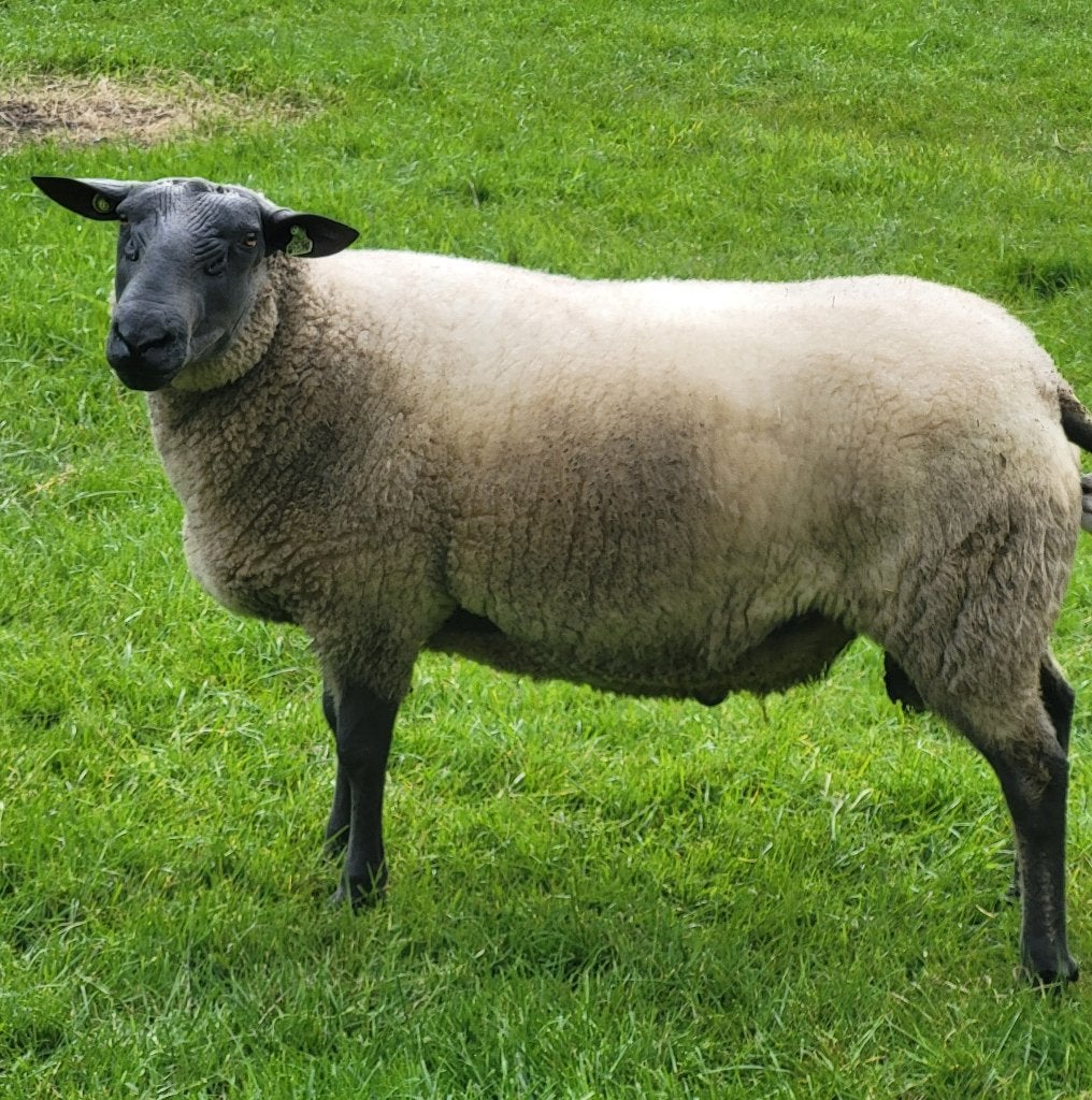 Dekram Bleu du Maine, Mannelijk, Schaap, 0 tot 2 jaar