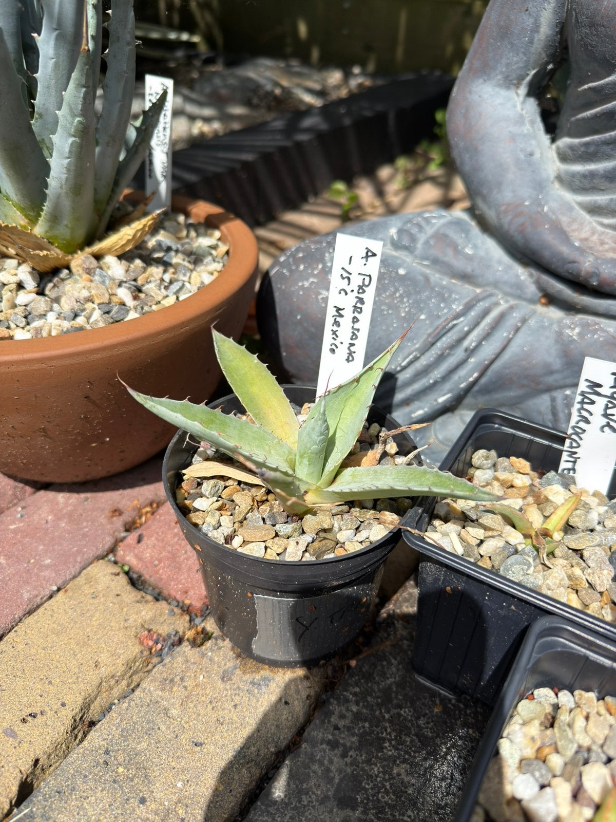 Agave Parrasana, Ophalen of Verzenden, Bloeit niet, Overige soorten, Volle zon