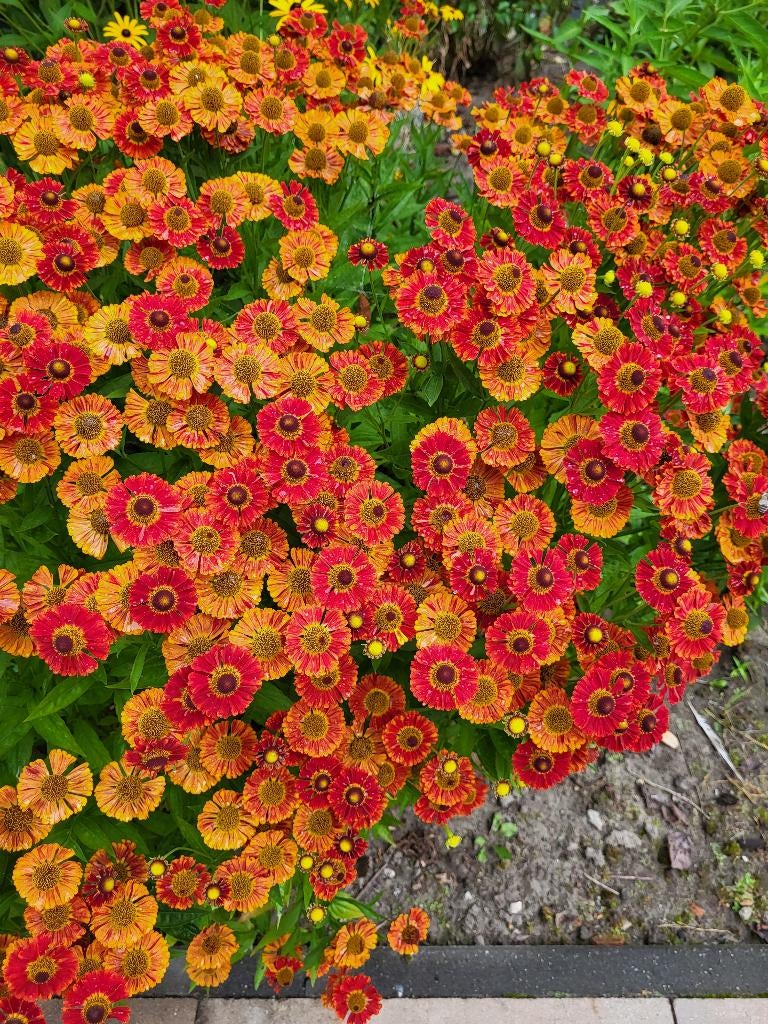 Zaden Helenium, Verzenden, Volle zon