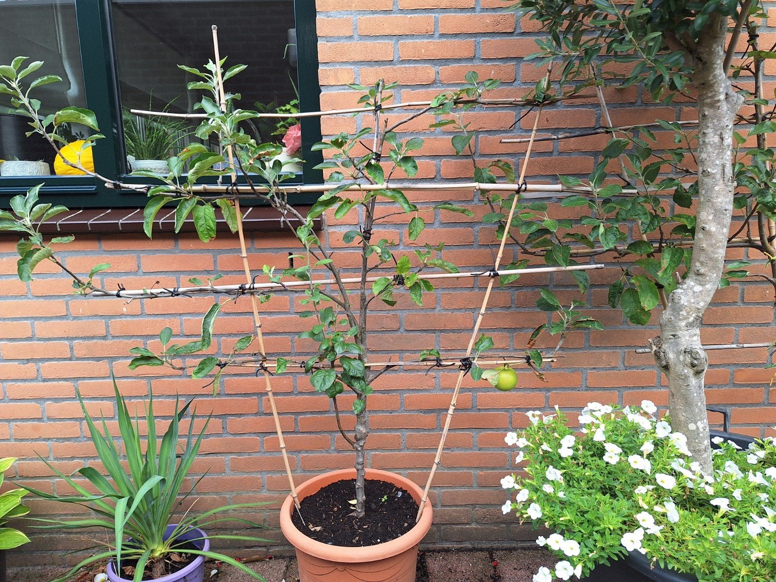 appelboom geleid, Tuin en Terras, Overige soorten, Lente, 100 tot 250 cm, Ophalen