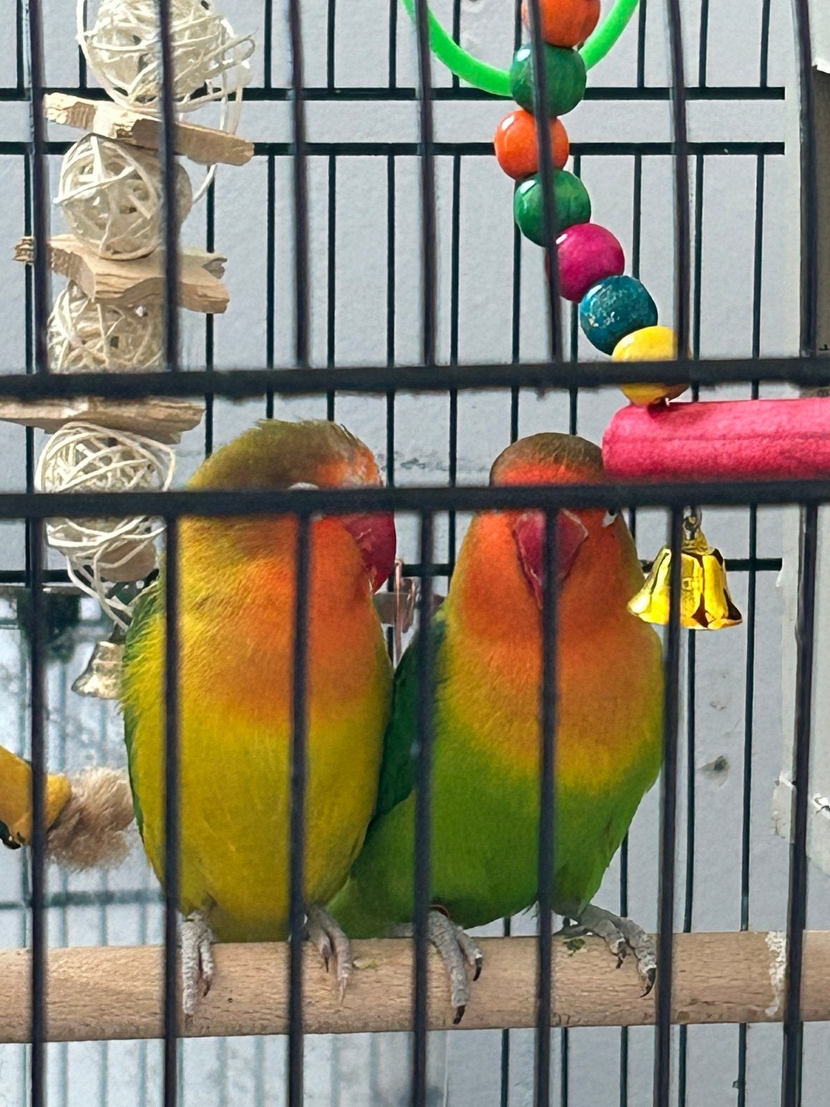 koppele Agapornis ficherie, Dieren en Toebehoren, Vogels | Parkieten en Papegaaien, Mannelijk, Dwergpapegaai of Agapornis, Geringd