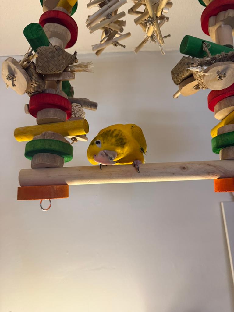 Goudparkiet Ricco, Dieren en Toebehoren, Mannelijk, Parkiet