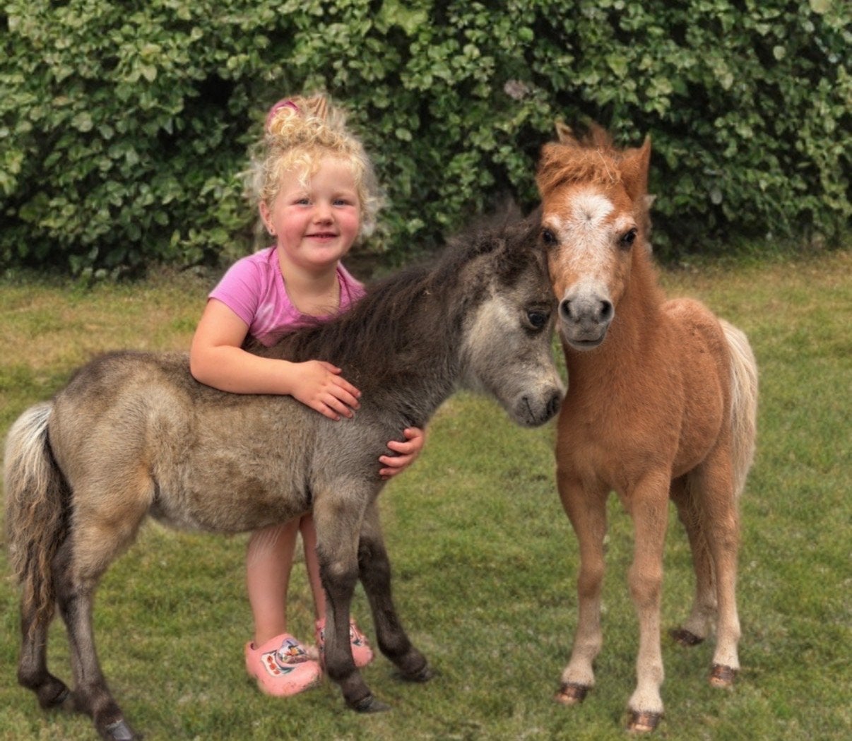 Shetlander veulen hengsten !, 0 tot 2 jaar, Hengst, A pony (tot 1.17m), Gechipt