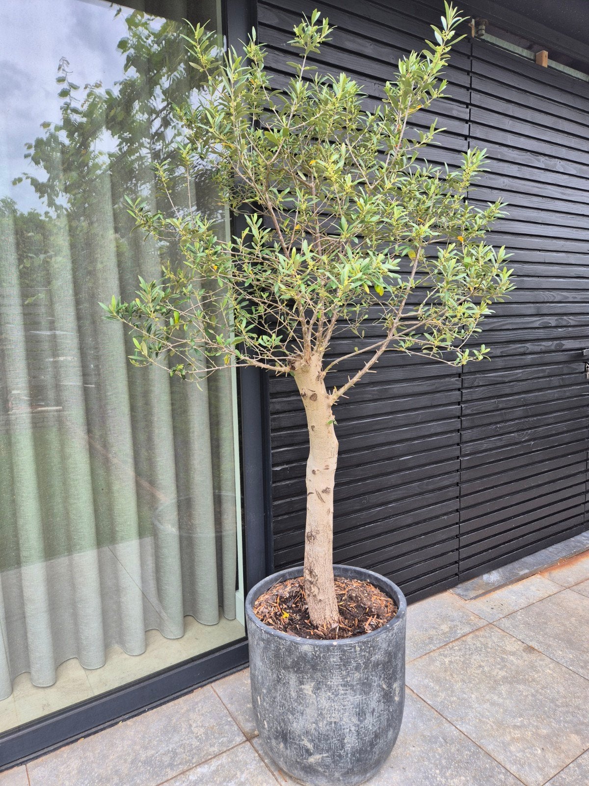 Olijfboom in pot, Tuin en Terras, Planten | Bomen, Olijfboom, 100 tot 250 cm, Volle zon, Bloeit niet, In pot, Ophalen