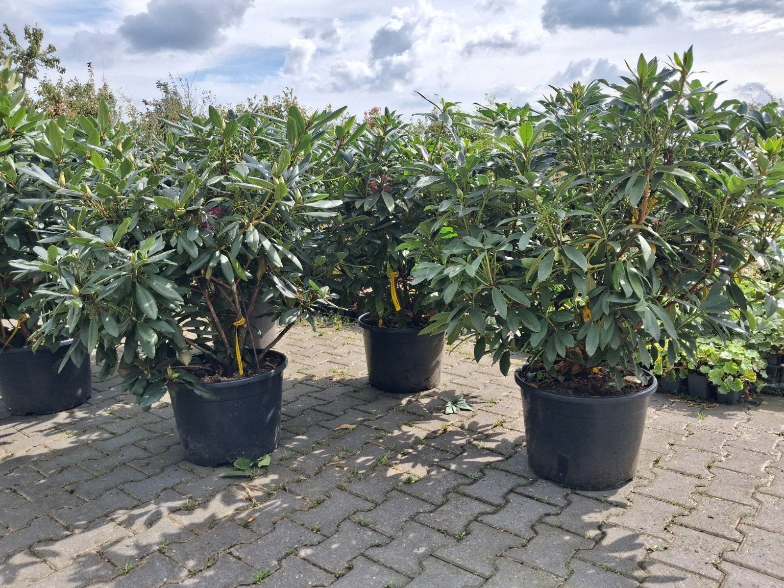 Rhododendron Diverse kleuren beschikbaar 100 cm hoog, Ophalen of Verzenden, Rhododendron, Struik, 100 tot 250 cm