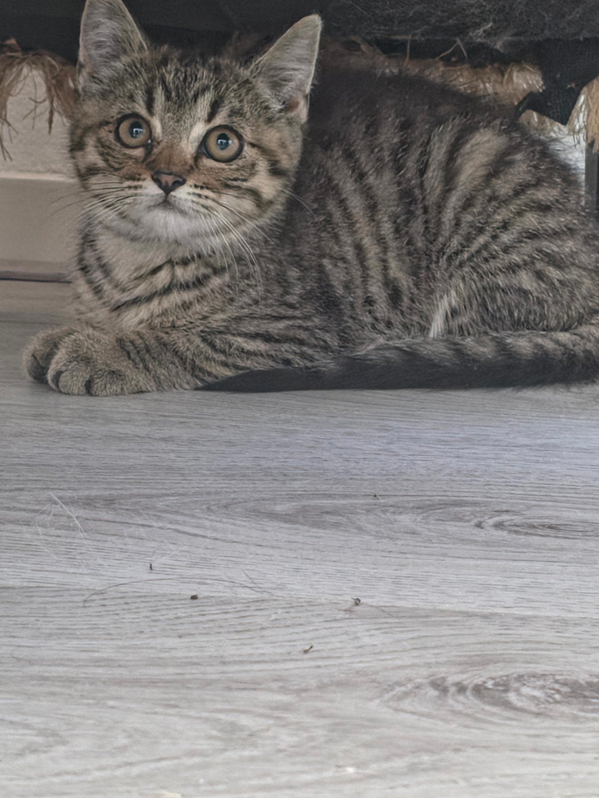 kittens, Dieren en Toebehoren, Dierenvoeding, Kat, Ophalen