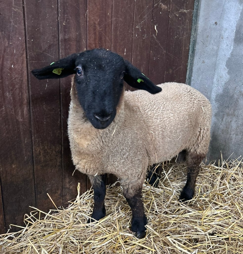 Suffolk schaap dekram, Dieren en Toebehoren, Mannelijk, Schaap, 0 tot 2 jaar