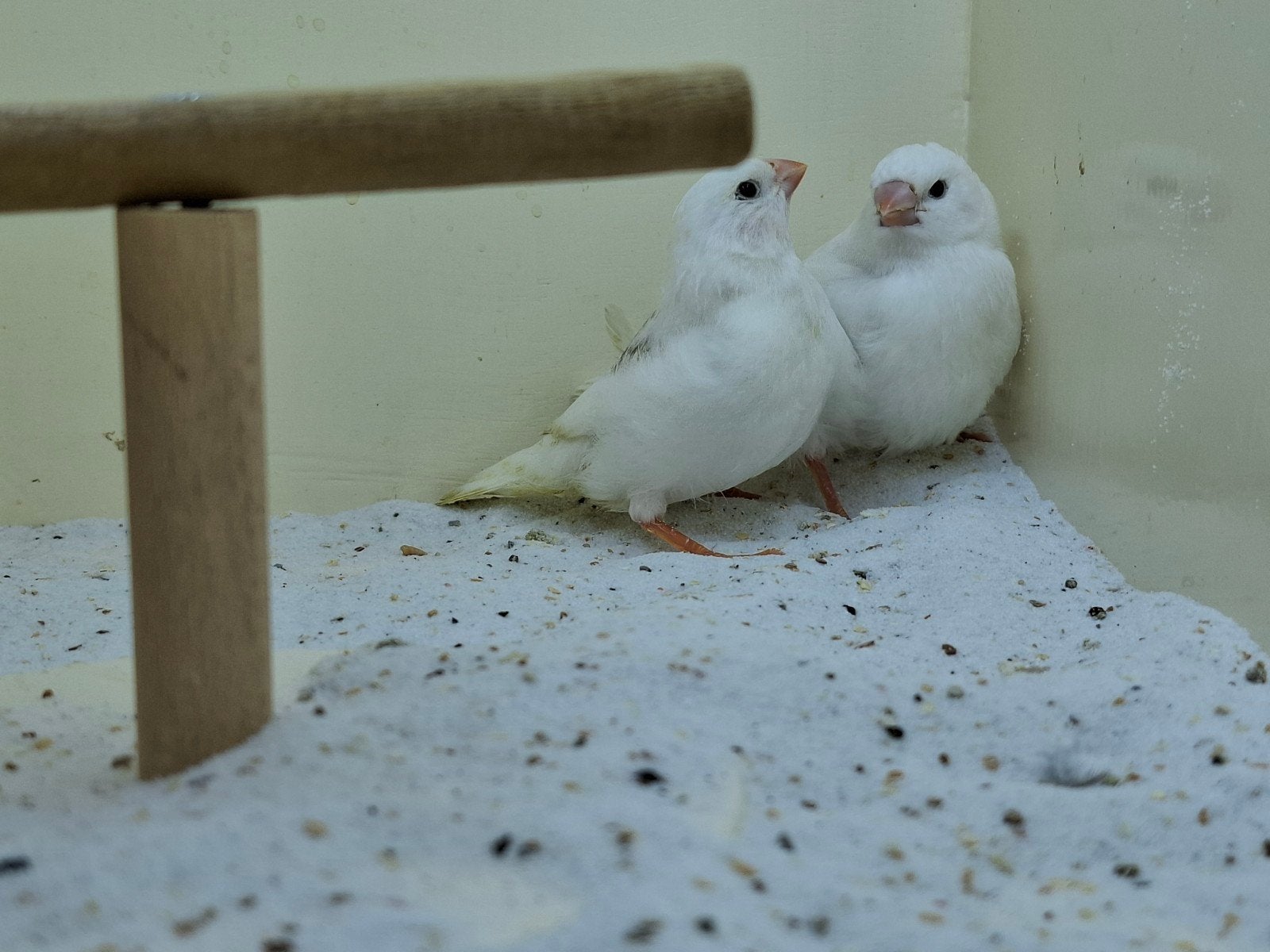 2 jonge witte zebravinken., Dieren en Toebehoren, Geslacht onbekend, Tropenvogel
