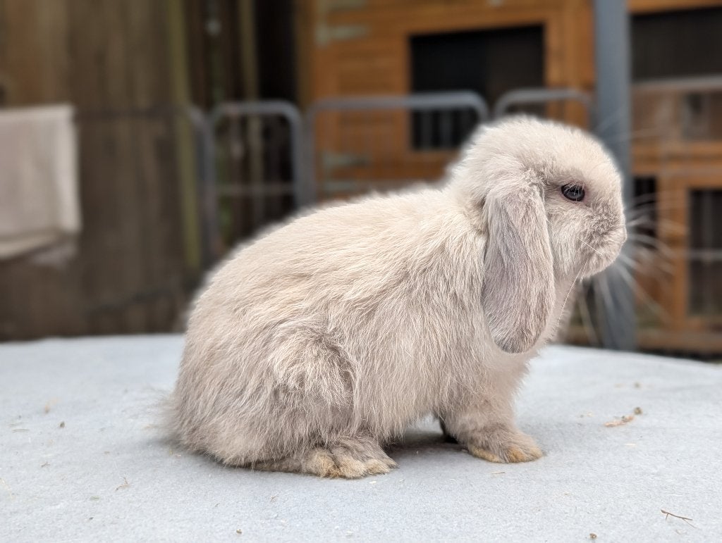3 minilop/nhd voedsters, Dieren en Toebehoren, Konijnen, Vrouwelijk, Dwerg, Hangoor, 0 tot 2 jaar