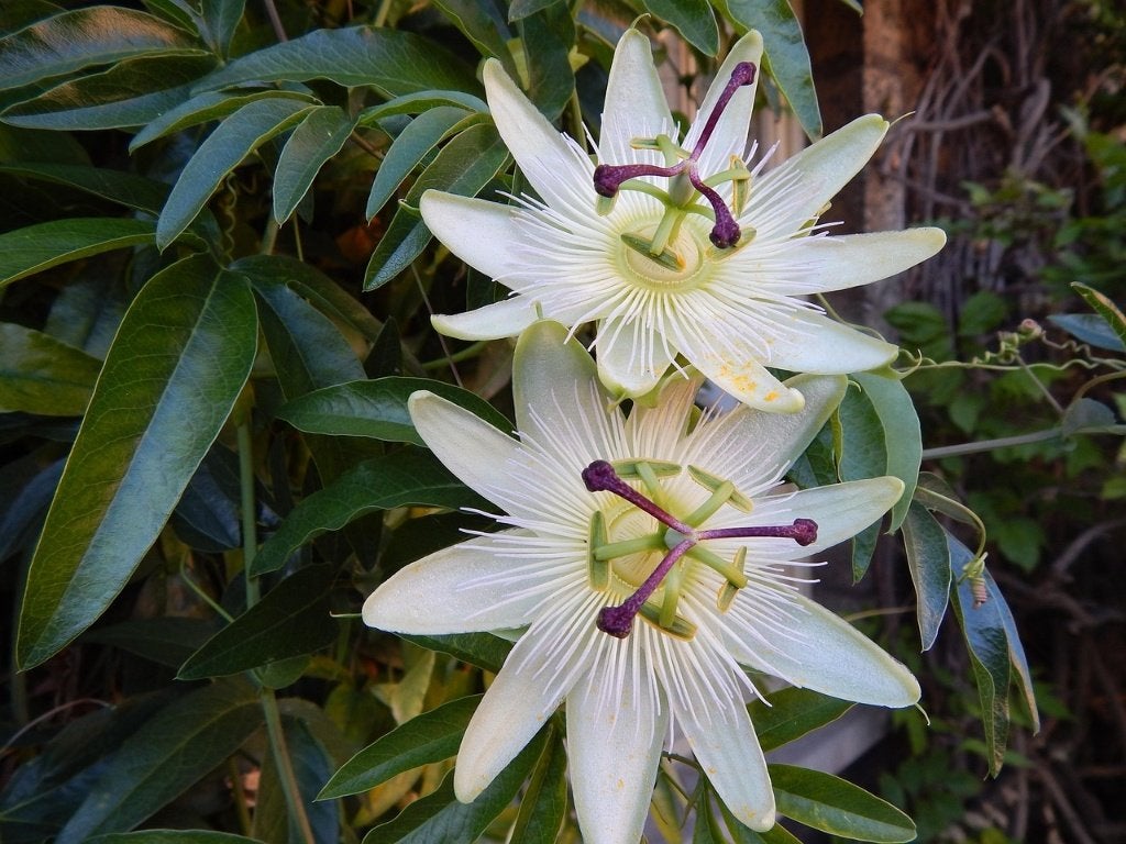 Passiebloem – Passiflora – klimplant, Ophalen of Verzenden, Zomer, Klimplanten, Halfschaduw