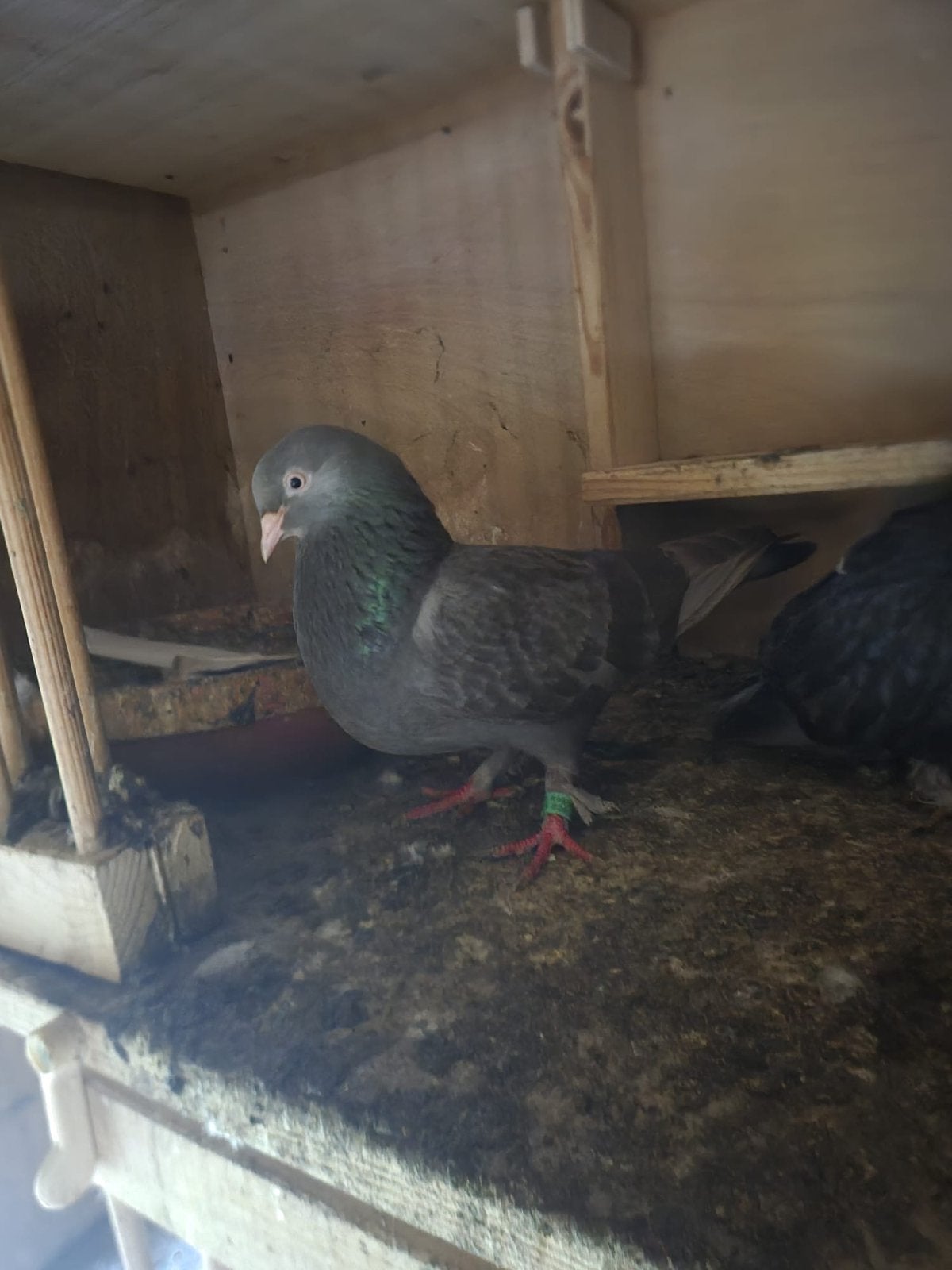 Irakse takla duif (per kopel), Meerdere dieren, Postduif