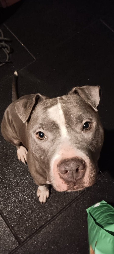 Afstand honden wegens omstandigheden, Dieren en Toebehoren, American Staffordshire Terriër, Meerdere, Meerdere dieren, 3 tot 5 jaar